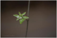 Symphorema involucratum